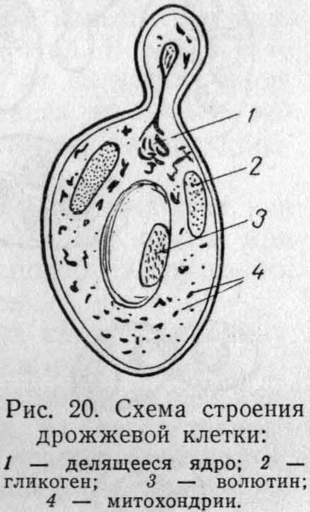 Рассмотрите рисунок с изображением дрожжей какое. Строение клетки гриба дрожжи. Схема строения дрожжевой клетки. Почкующиеся клетки дрожжей рисунок. Строение клетки дрожжей рисунок.