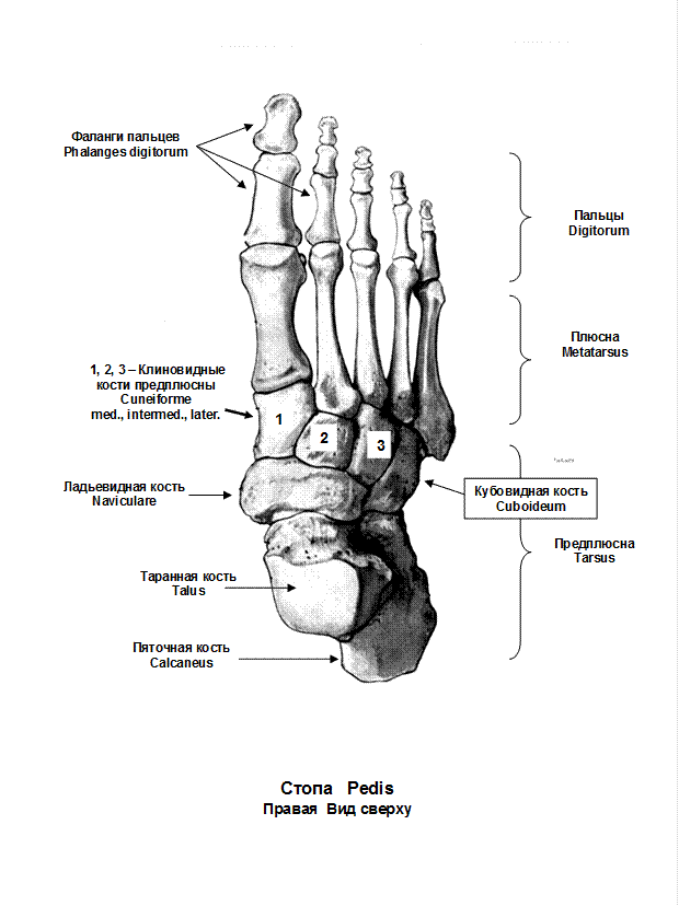5 фаланга стопы. Кости стопы строение анатомия на латыни. Кости нижней конечности анатомия на латыни. Строение стопы анатомия латынь. Строение фаланг пальцев стопы.